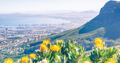 Explore the Cape Floral Kingdom’s rare fynbos. Hlola uMbuso Wezimbali waseKapa onezinhlobo ezingu-8,600, eziningi zisengozini